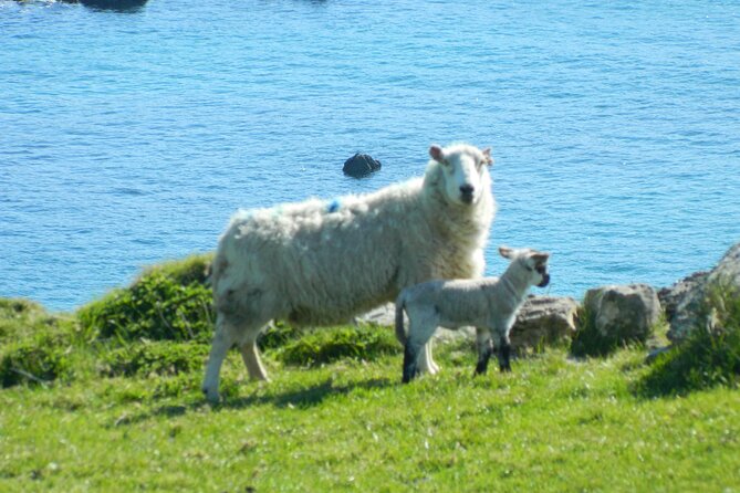 Private Full-Day Tour to Dingle and Slea Head - Reviews and Feedback