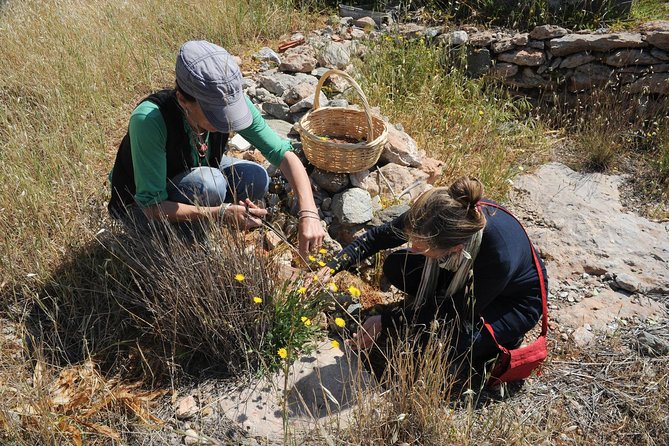 Private Greek Cooking Class and Foraging Experience in Syros - Instructors Culinary Expertise