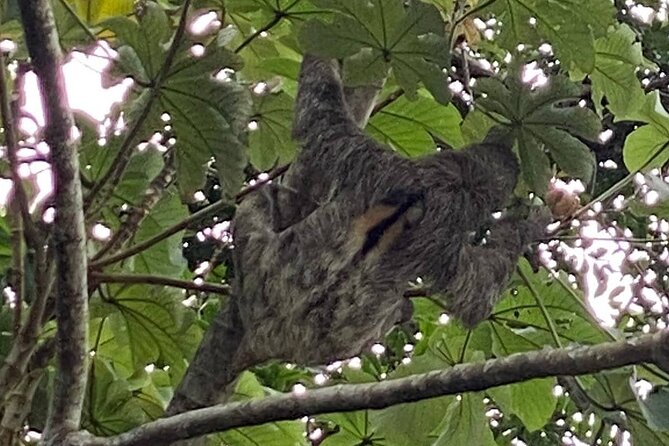 Private Group Eco Boat Canal Cruise & Monkey Habitat Tour - Cancellation and Guarantee