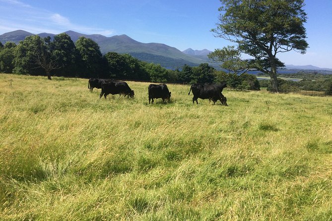 Private Killarney National Park Tour With an Accredited Chauffeur/Guide - Cancellation Policy and Refunds