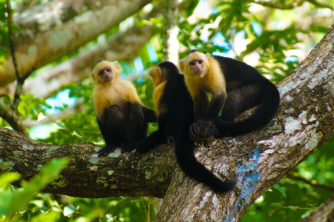 Private Nature Tour in Cabo Blanco Park Costa Rica - Health and Accessibility Considerations