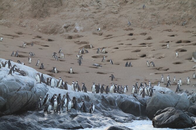 Private Nautical Tour Penguin Island, Cachagua, Valparaíso - Accessibility and Participation