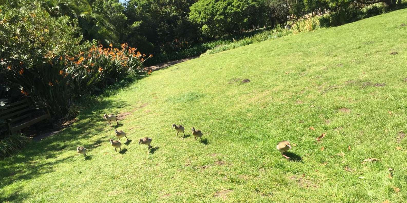 Private Quad Biking & Kirstenbosch Botanical Garden Day Tour - Ostrich Farm Experience