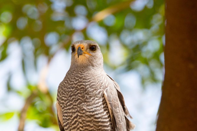 Private Rincón De La Vieja Bird Watching Tour - Meeting and Pickup Logistics