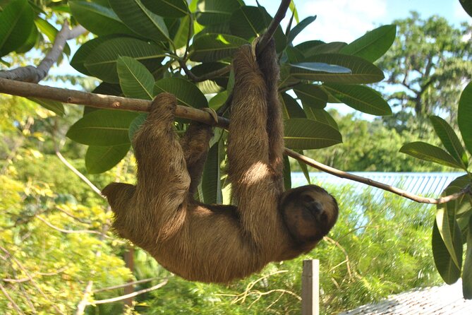Private Roatan Sloths and Island Tour - Customer Reviews