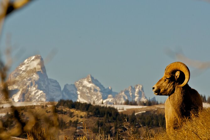 Private Sunrise 4-Hour Grand Teton Wildlife Adventure - Safari-Style Vehicle Advantages