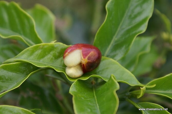 Private Tour in an Authentic, Ecological Local Coffee Finca. - Positive Guest Experiences