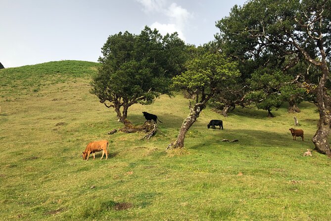 Private Tour of Fanal Park Ancient Trees - Pickup Locations