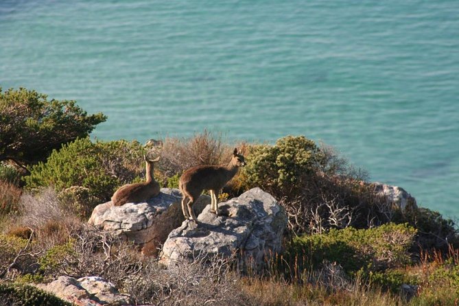 Private Tour Of Penguins, Cape Of Good Hope & Peninsula. - Traveler Experiences Shared