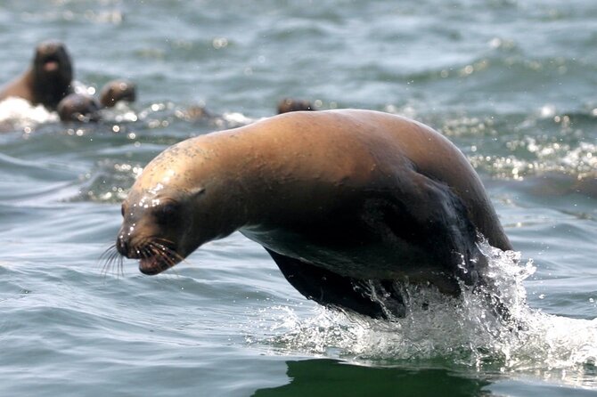 Private Tour to Spot Sea Lions in Palomino Islands From Lima - Pricing