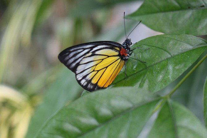 Private Tour to The Best of Animal Attractions in Kuala Lumpur - Customer Reviews and Ratings