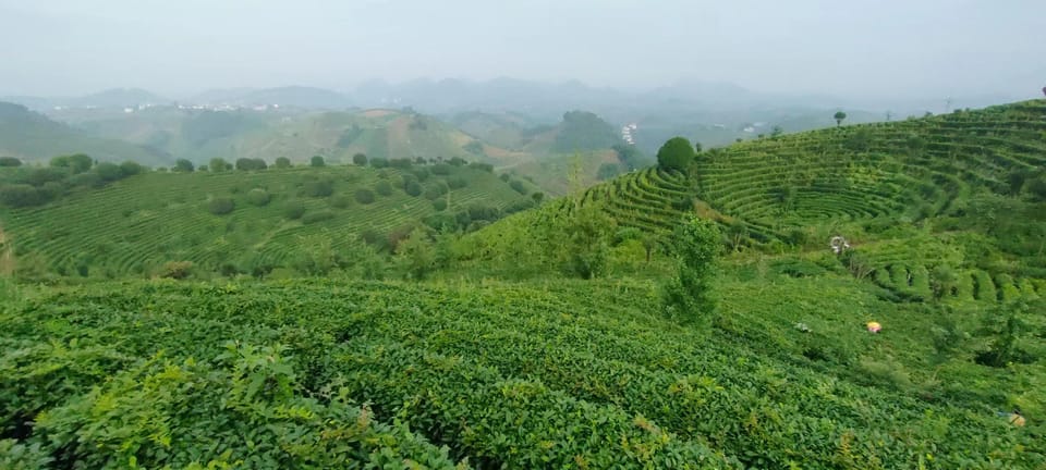 Private Tour-Yangshuo Seven Fairies Peak Tea Plantation - Tea Picking and Crafting