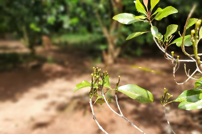 Private Tour Zanzibar Unique Stone Town With Spice Farm Plantations - Accessibility Features