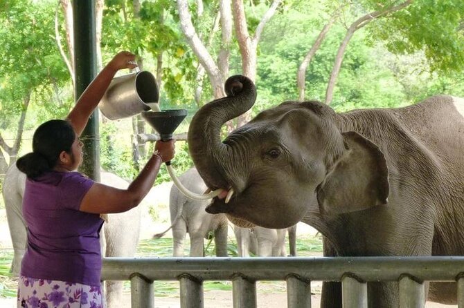 Private Udawalawa Safari Plus Elephant Transit Home Day Trip - Safari Experience Highlights