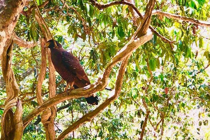 Private Udawalawe Nationalpark Jeep-Safari - Wildlife Sightings