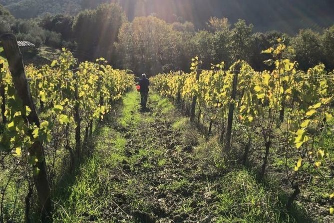 Private Wine & EVO Oil Tasting With Tuscan Meal - Reviews and Ratings