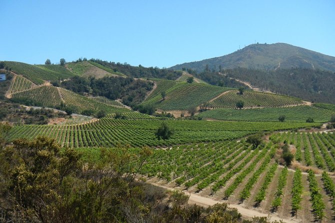 Private Wine Tour in Valparaiso - Tour Overview