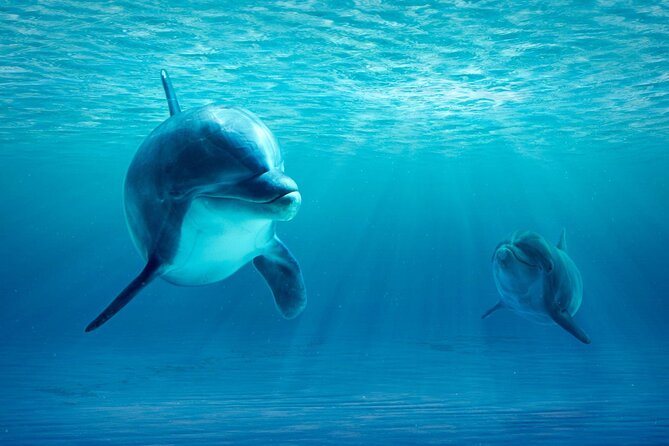 Private Yacht Cruise to Dolphin House With Lunch : Hurghada - National Park Fees