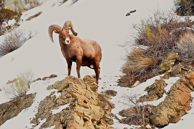 Private Yellowstone Winter Wolf Watching and Wildlife Safari - Meeting and Pickup Details