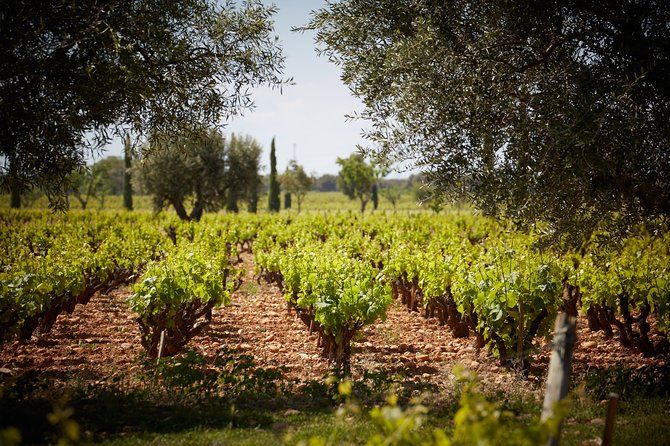 Provence Private Full Day Wine Tour With Wine Tasting - Personalized Wine Tour Itinerary