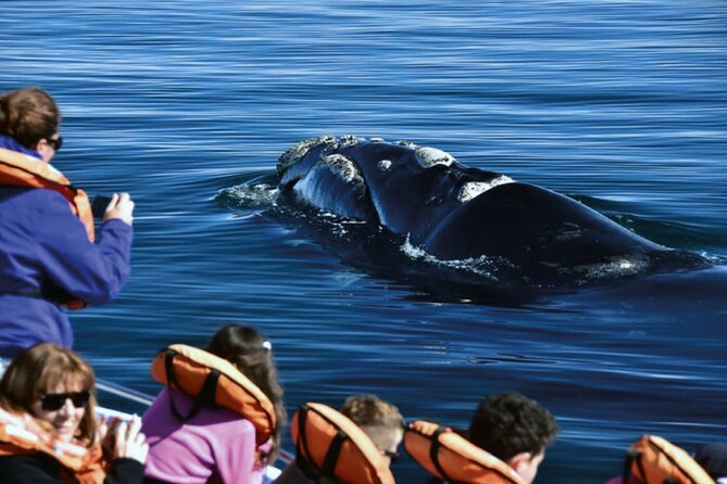 Puerto Madryn: Peninsula Valdes National Park Day Trip - Meeting Point and Pickup Details