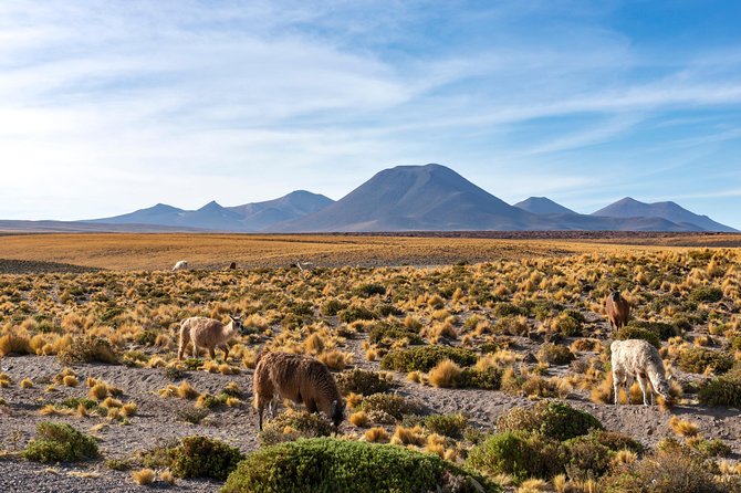 Puna Salt Flats - Full Day Tour - San Pedro De Atacama - Must Visit - Positive Tour Reviews