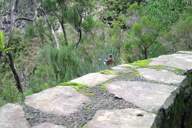 Rabaçal - Risk - 25 Sources Levada Walk - Safety and Precautions