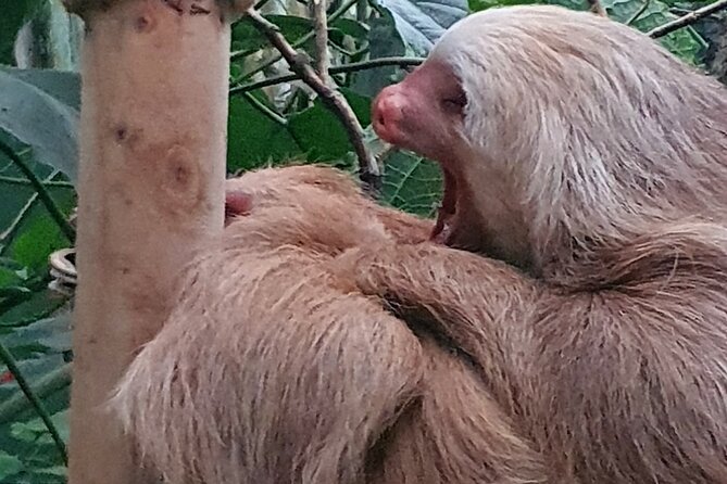 Rain Forest Monteverde,Hanging Bridges, Sloths,Birds Watching - Bird Watching Opportunities