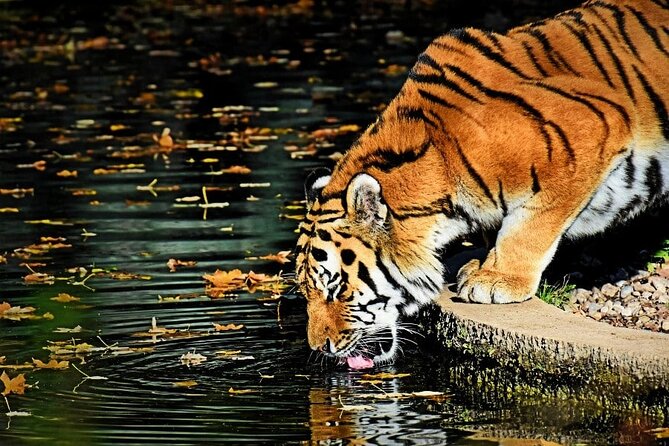 Ranthambore Tiger Safari Tour From Delhi With All Meals - Accommodation Details