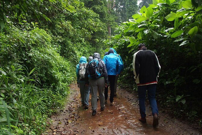 Rau Forest Nature Walk (One Trip - One Tree) - Cultural Engagement