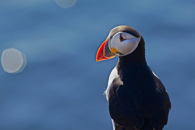 Reykjavik Shore Excursion: Puffin Sightseeing Cruise - Customer Feedback