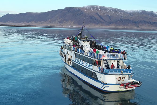 Reykjavik Shore Excursion: Whale-Watching Cruise - Wildlife Spotting Opportunities