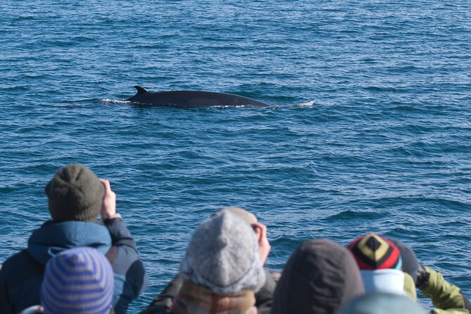 Reykjavik Whales & White Water Rafting Adventure - Pickup and Drop-off Logistics