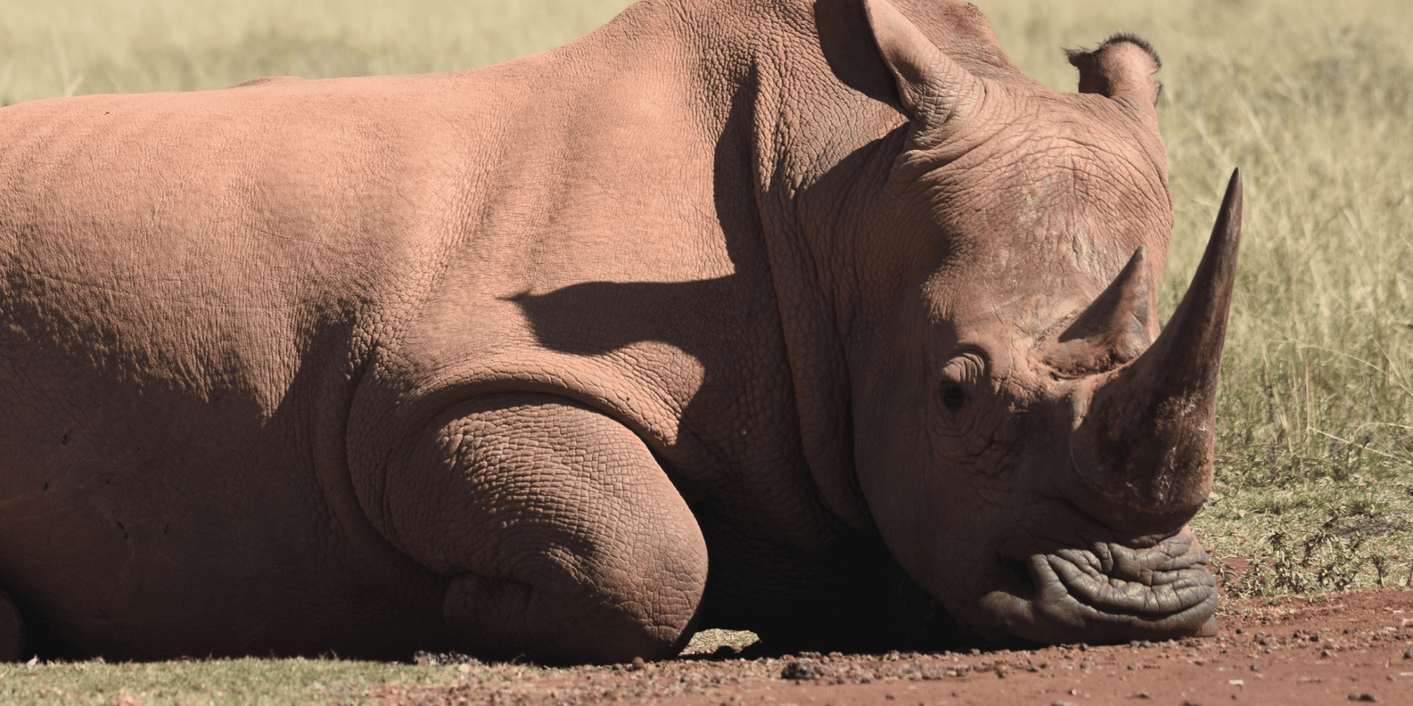 Rhino & Lion Park: Exciting and Fun Private Tour - Flexible and Subject to Change