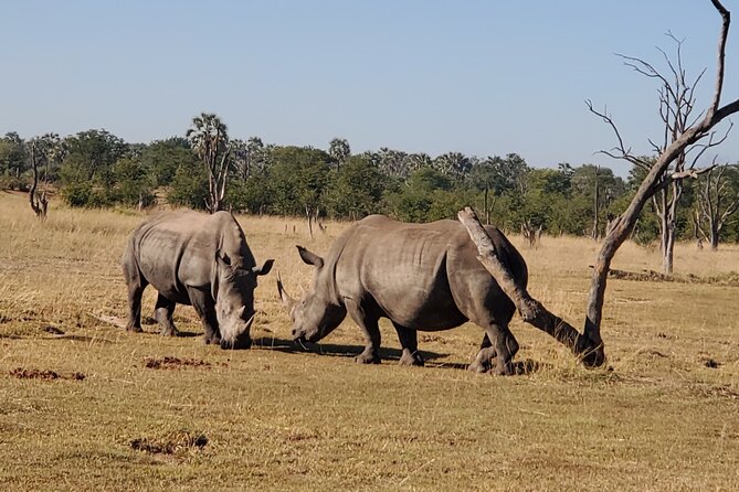 Rhino Walk - Accessibility Considerations