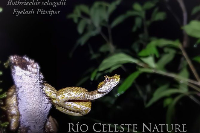 Rio Celeste Nature Night Walk - Additional Information
