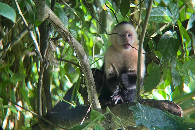 Rio Celeste Rain Forest Tour - Sloths, Frogs, and Toucans Sanctuary