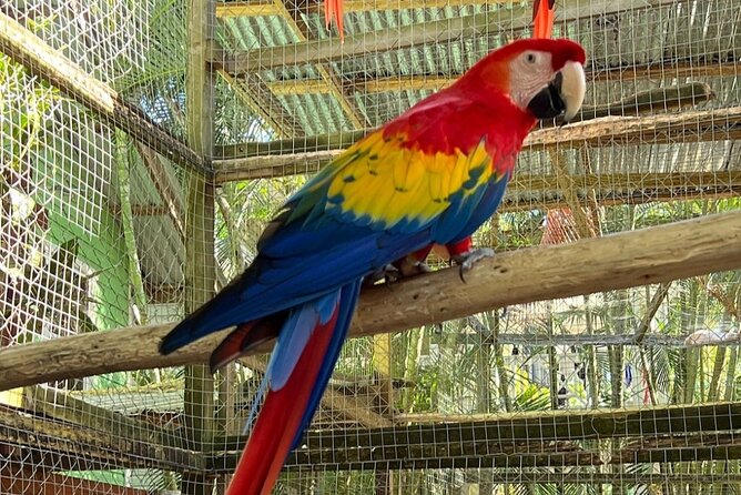 Roatan Eco Park Adventure Macaws Sloth Chocolate Rum Sample - Chocolate Factory Experience