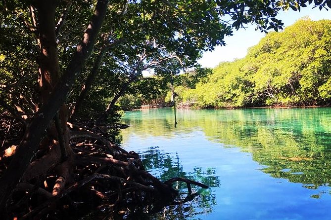 Roatan Mangrove Tunnels Adventure - Round-Trip Transportation Conveniences