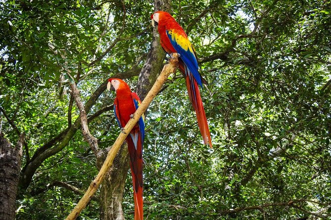 Roatan Mangrove Tunnel,Sightseeing,,Food Tasting and Beach - Beach Relaxation and Sightseeing