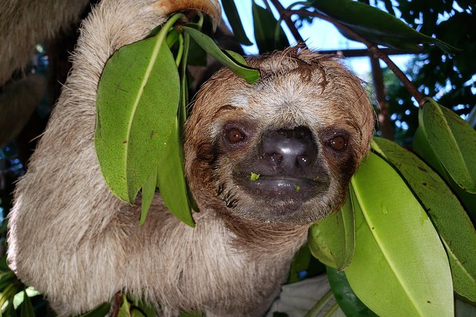 Roatan Shore Excursion - the All in One Roatan Adventure - Tour Availability and Flexibility