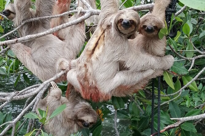 Roatan Zipline Adventure, Sloths & Monkeys,Chocolate Factory Tour - Feedback and Traveler Reviews