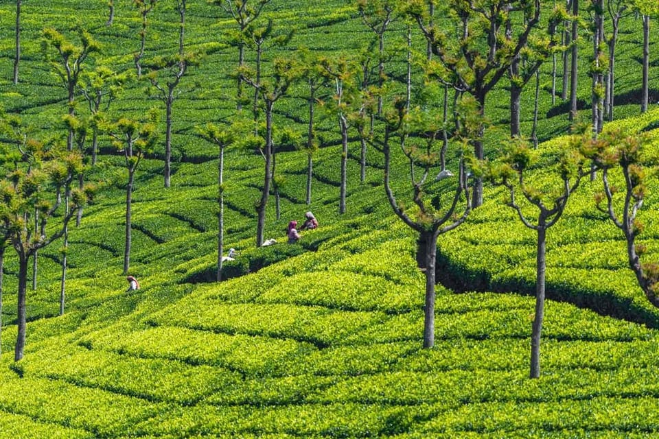 Romantic Trip to Ooty, Kodaikanal & Munnar 7 Days 6 Nights - Accessibility and Restrictions