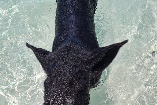 Rose Island Swimming Pigs Half-Day Boat Tour With Lunch - Refreshments and Onboard Amenities