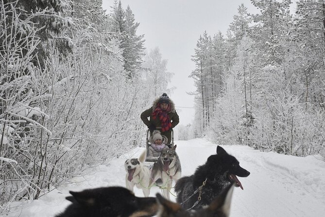 Rovaniemi: Husky Safari Tour & 6-10 Km Self-Driving Mushing - Sled Driving Opportunity