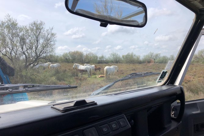 Safari 4x4 Camargue 2 Hours - Saintes Maries De La Mer - Private Tour - Camargue Horses Clarification