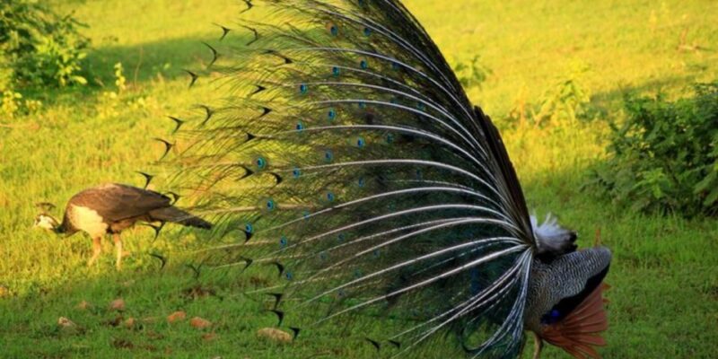 Safari Adventure: Yala National Park Afternoon Expedition - Inclusions and Recommendations