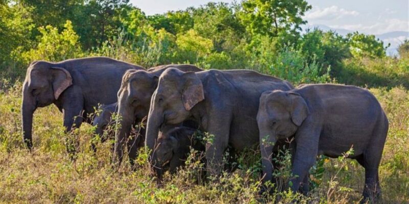 Safari Adventure:Udawalawe National Park Half-Day Expedition - Important Details