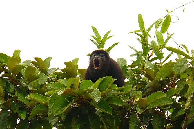 Safari Float on Corobicí River Incl. Lunch - Included Meals and Guide