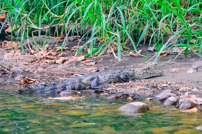 Safari Float Sarapiqui River From San Jose - Wildlife Sightings